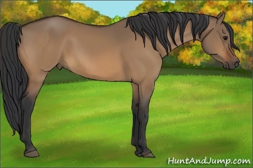 Horse Color:Bay Dun