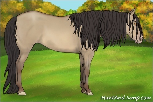 Horse Color:Sable Champagne Dun 