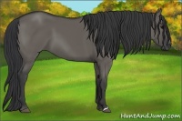 Horse Color:Grullo
