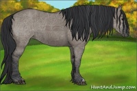 Horse Color:Grullo