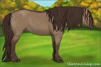 Horse Color:Liver Red Dun