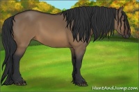 Horse Color:Brown Dun 
