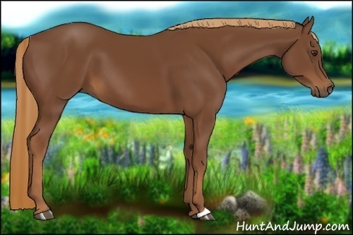 Horse Color:Chestnut 