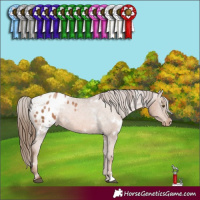 Horse Color:White Spotted Liver Chestnut Pearl Appaloosa 