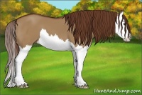 Horse Color:Red Dun Splash 