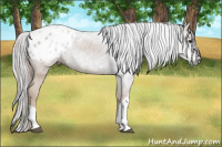 Horse Color:Gray Bay Appaloosa 