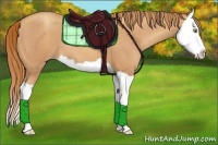 Horse Color:Gold Champagne Splash