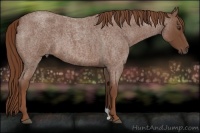 Horse Color:Red Roan 