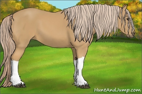 Horse Color:Palomino