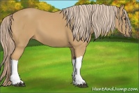 Horse Color:Palomino