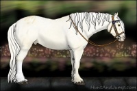 Horse Color:Palomino Dun Varnish 