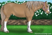 Horse Color:Palomino 