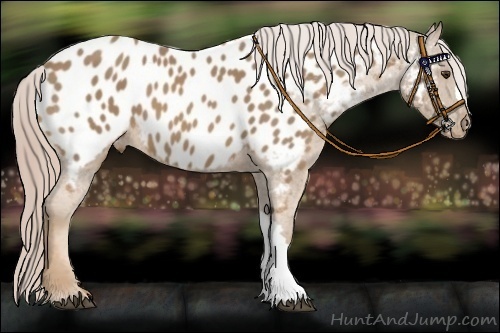 Horse Color:Palomino Blanket