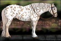 Horse Color:Palomino Appaloosa 