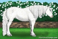 Horse Color:Cremello Leopard
