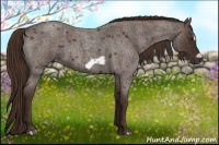 Horse Color:Liver Red Roan Frame 