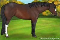 Horse Color:Bay 