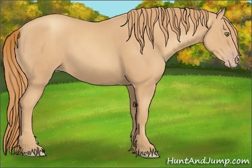 Horse Color:Gold Champagne