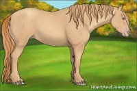 Horse Color:Gold Champagne