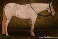 Horse Color:Red Roan 