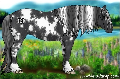 Horse Color:White Spotted Black