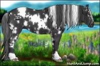 Horse Color:White Spotted Black