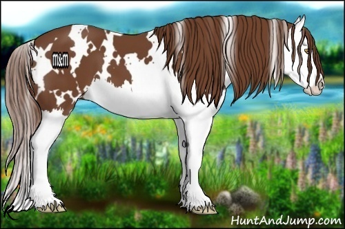 Horse Color:White Spotted Chestnut Splash