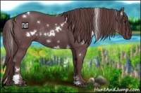 Horse Color:White Spotted Chocolate Smoky Blue Roan Rabicano