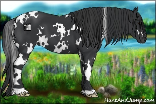 Horse Color:White Spotted Black 