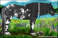 Horse Color:White Spotted Black