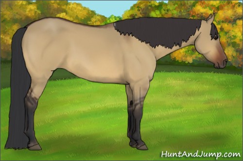 Horse Color:Bay Dun