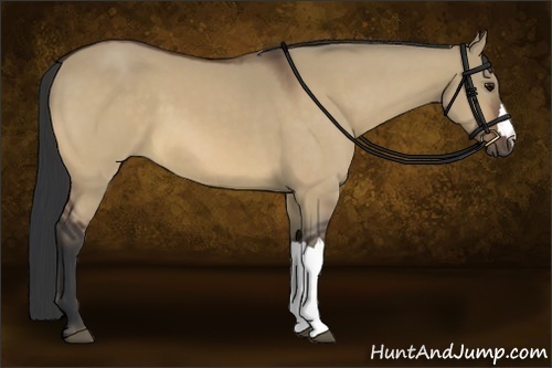 Horse Color:Bay Dun