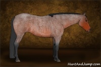 Horse Color:Bay Roan Sabino