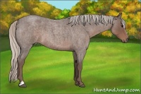 Horse Color:Silver Blue Roan Sabino 
