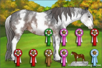 Horse Color:White Spotted Brown Appaloosa 