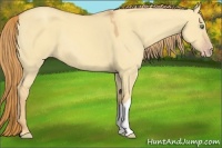 Horse Color:Gold Champagne Dun