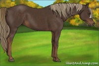 Horse Color:Liver Chestnut