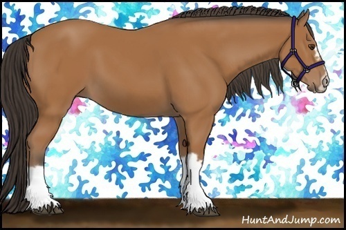 Horse Color:Bay Splash Frame 