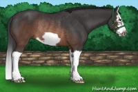 Horse Color:Brown Splash Frame Rabicano 