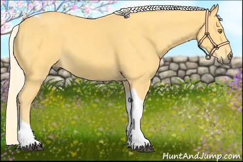 Horse Color:Palomino Tobiano 