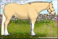 Horse Color:Palomino Tobiano 