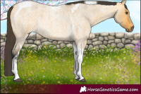 Horse Color:Buckskin Roan Dun Tobiano