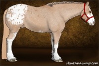 Horse Color:Chestnut Sabino Appaloosa 
