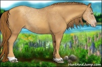 Horse Color:Gold Champagne 