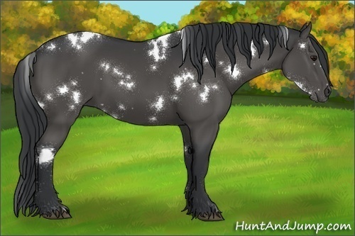 Horse Color:White Spotted Black