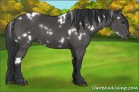 Horse Color:White Spotted Black