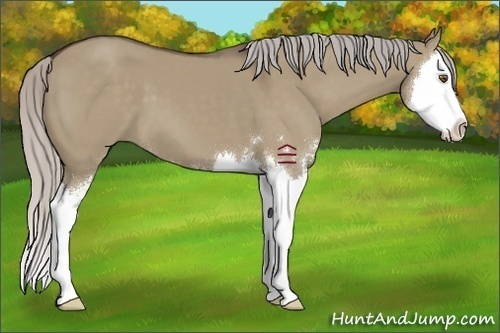 Horse Color:Silver Grullo Sabino Splash