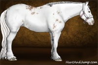 Horse Color:Silver Bay Sabino 