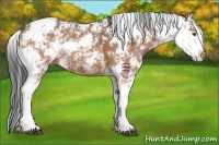 Horse Color:Bay Sabino 