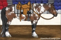 Horse Color:White Spotted Bay 